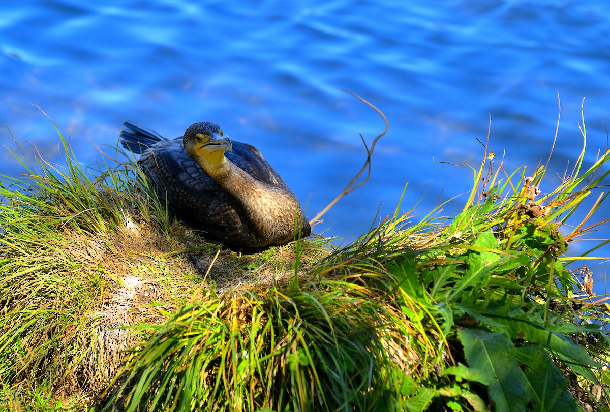 Тураг гогой - ML644579556