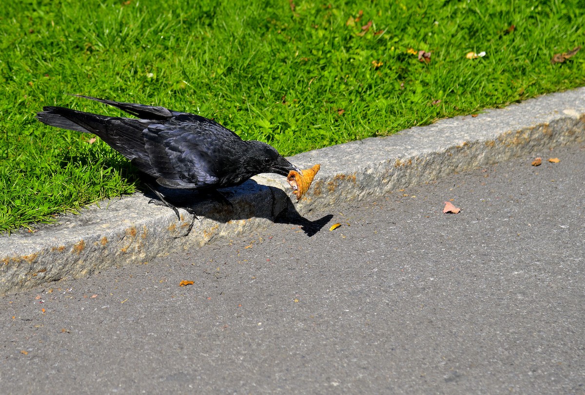 Хар хэрээ - ML644579561