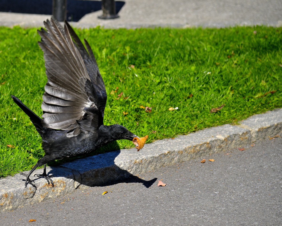 Хар хэрээ - ML644579562