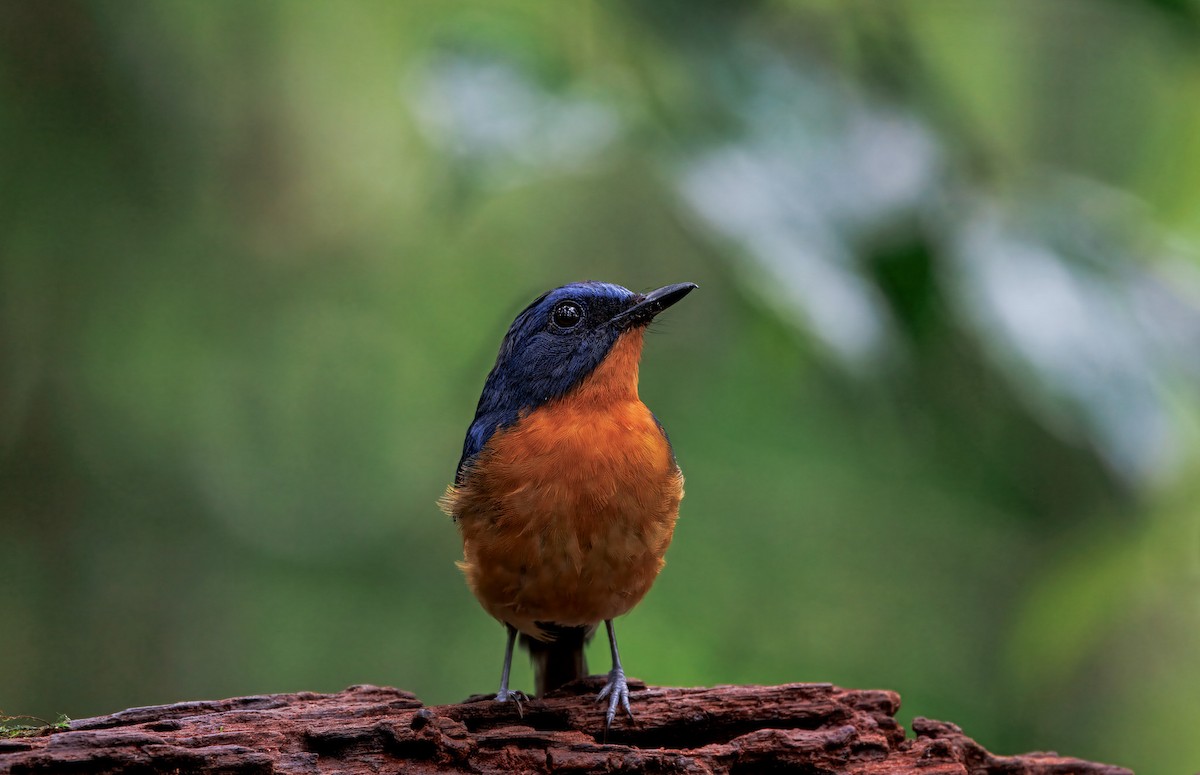 Dayak Blue Flycatcher - ML644579563