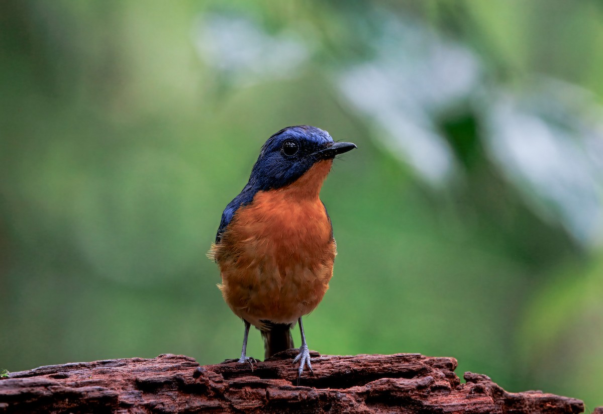 Dayak Blue Flycatcher - ML644579564