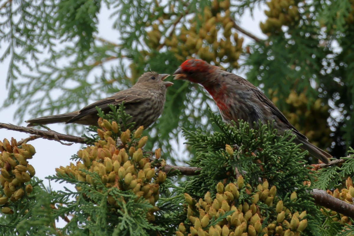 House Finch - ML644579570