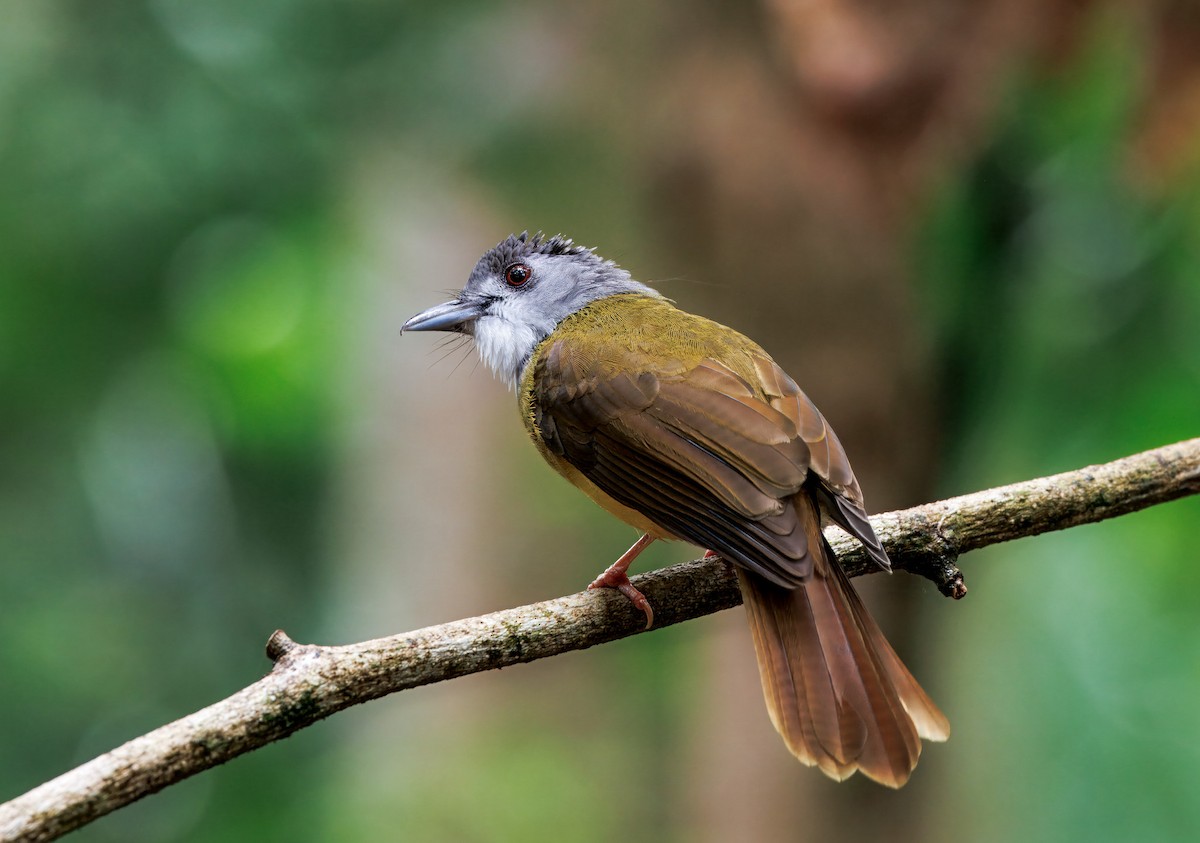 Yellow-bellied Bulbul - ML644579572
