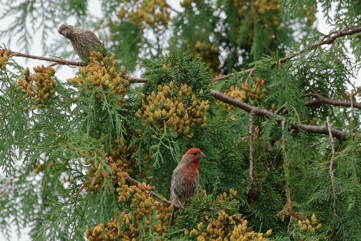 House Finch - ML644579573