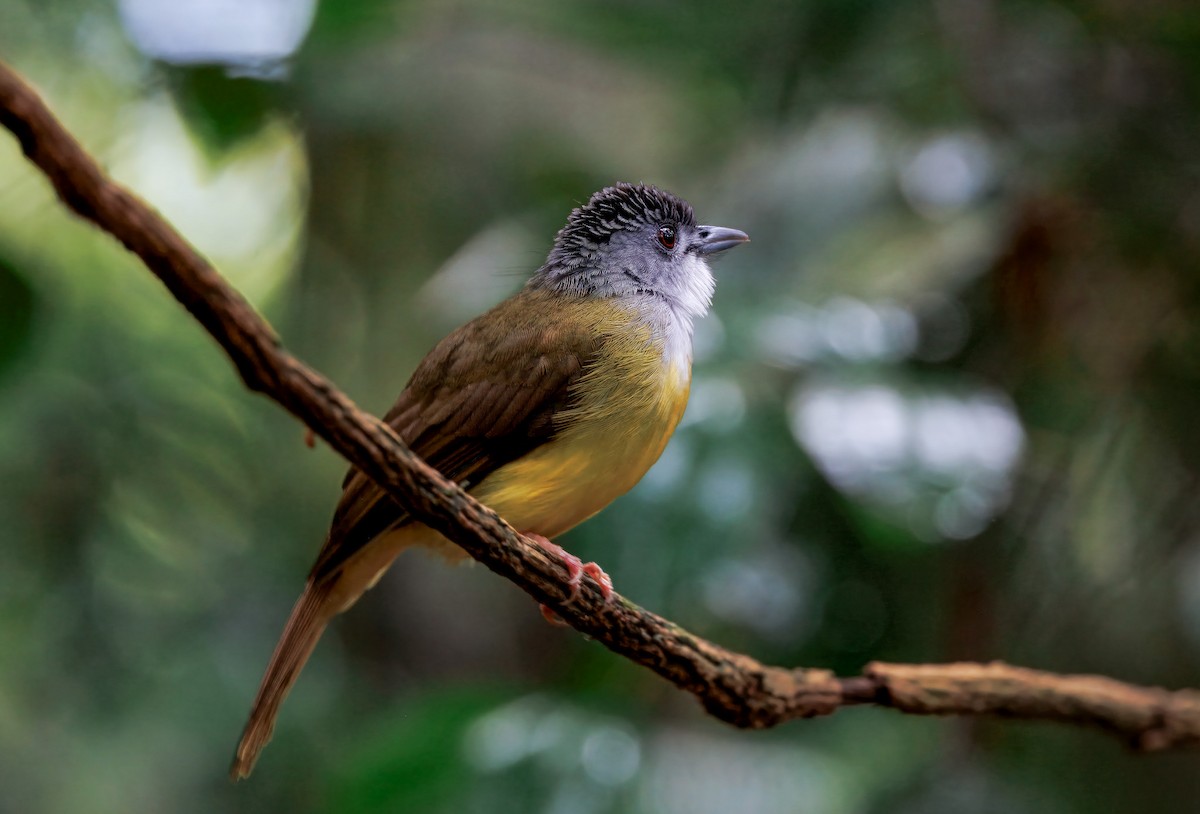 Yellow-bellied Bulbul - ML644579575