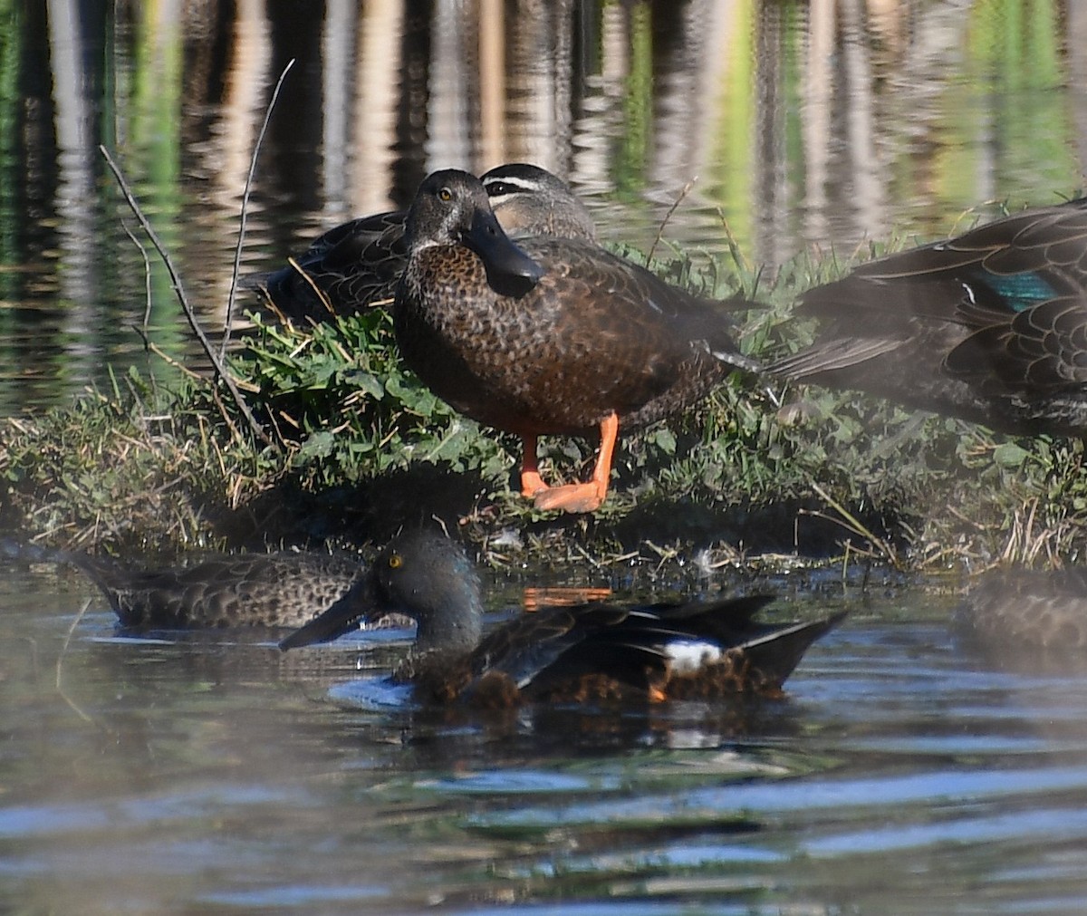 Canard bridé - ML644579578