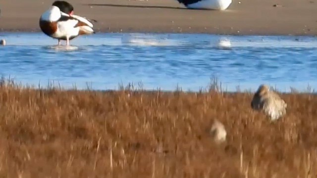 Common Shelduck - ML644579580