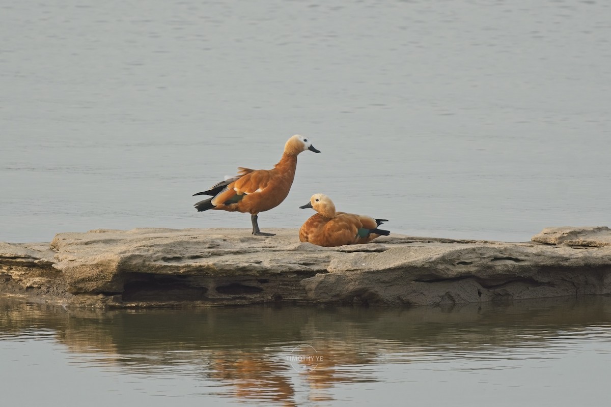 husice rezavá - ML644579582