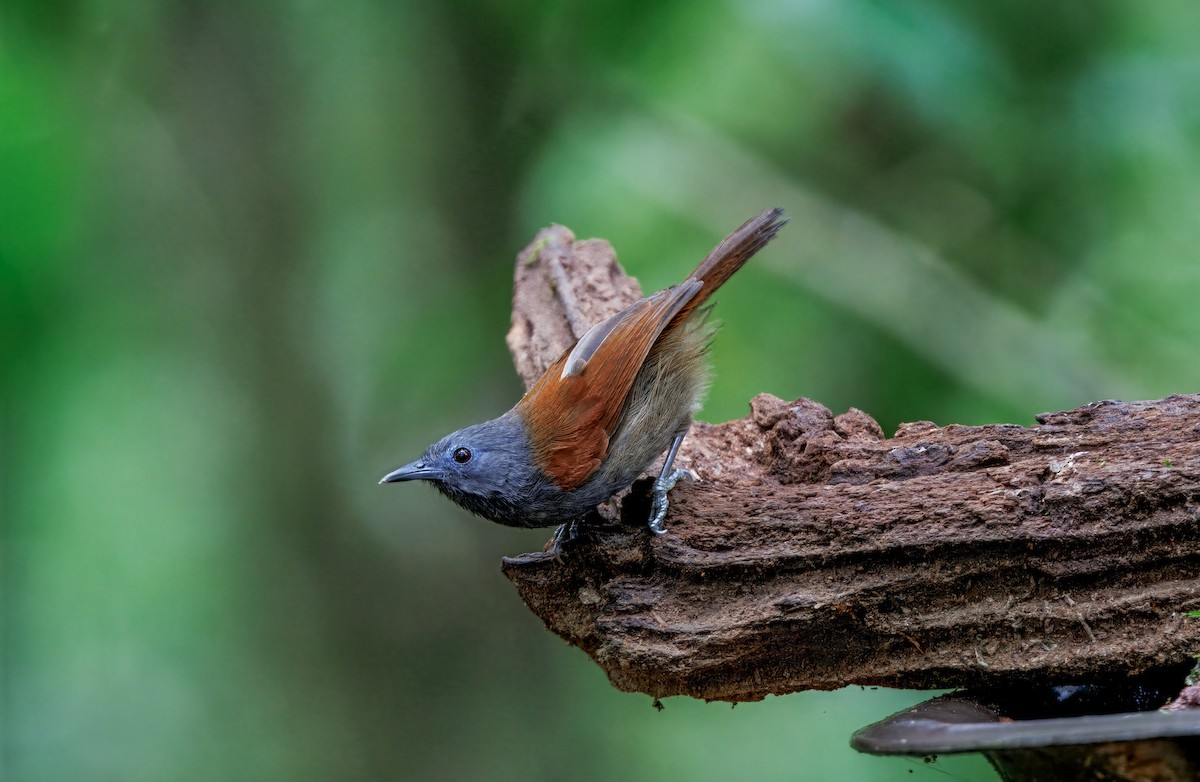 Gray-hooded Babbler - ML644579583