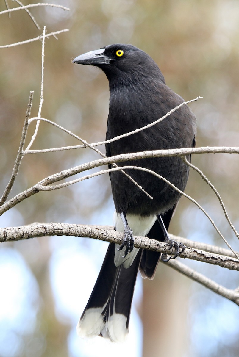 Pied Currawong - ML644579585