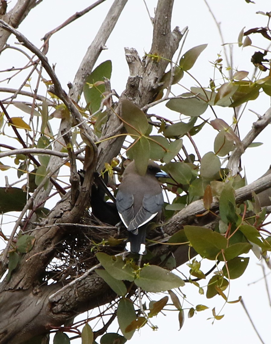 Dusky Woodswallow - ML644579587