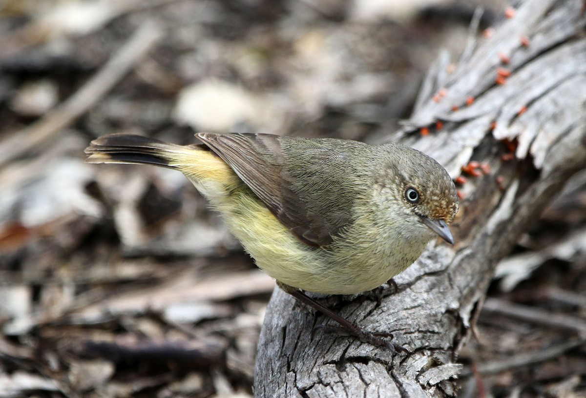 Buff-rumped Thornbill - ML644579589