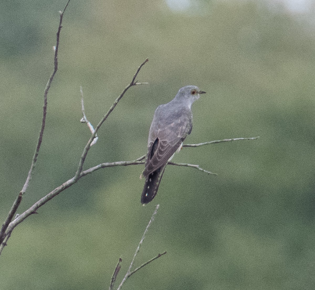 Common Hawk-Cuckoo - ML644579595