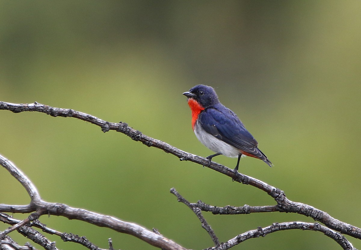 Mistletoebird - ML644579598