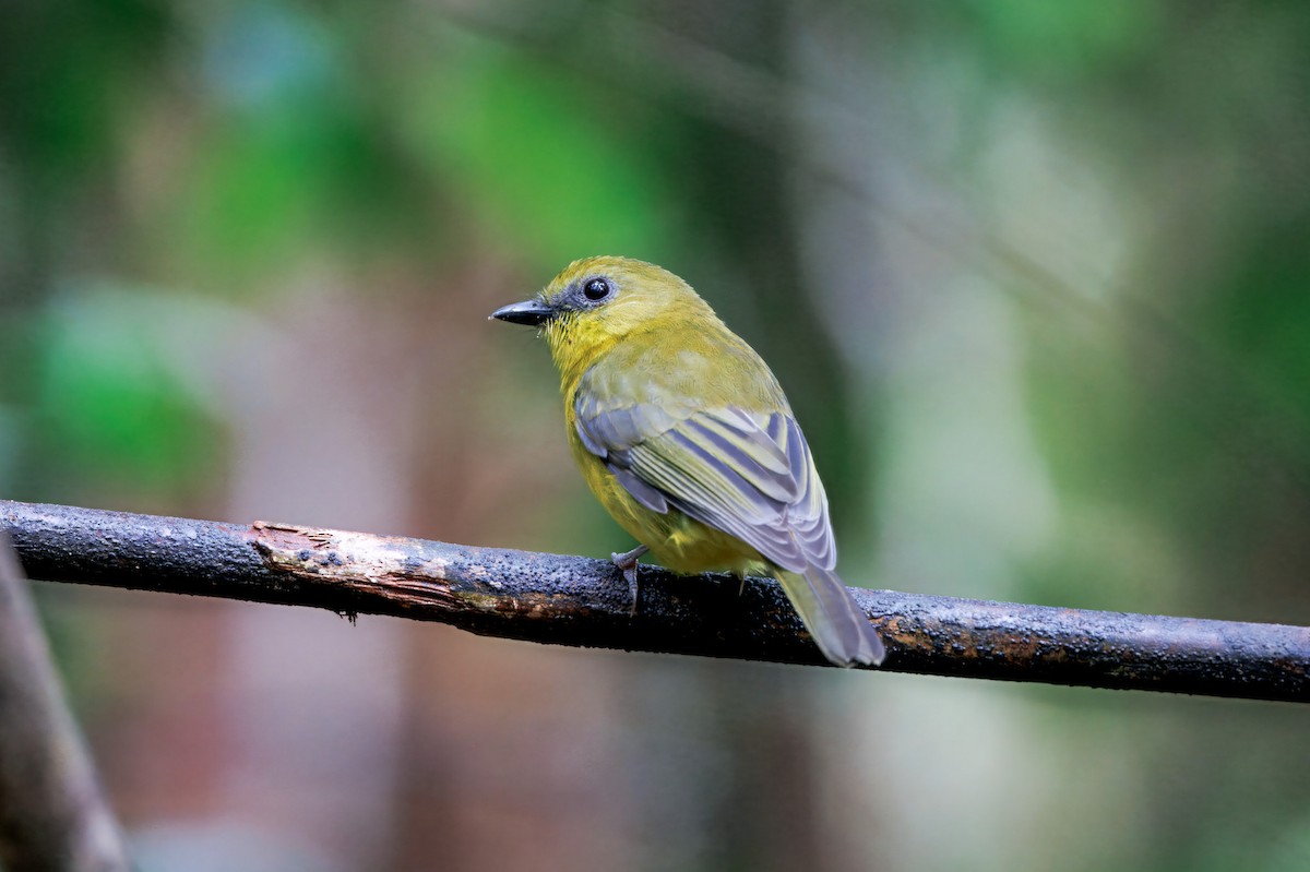 Bornean Whistler - ML644579599