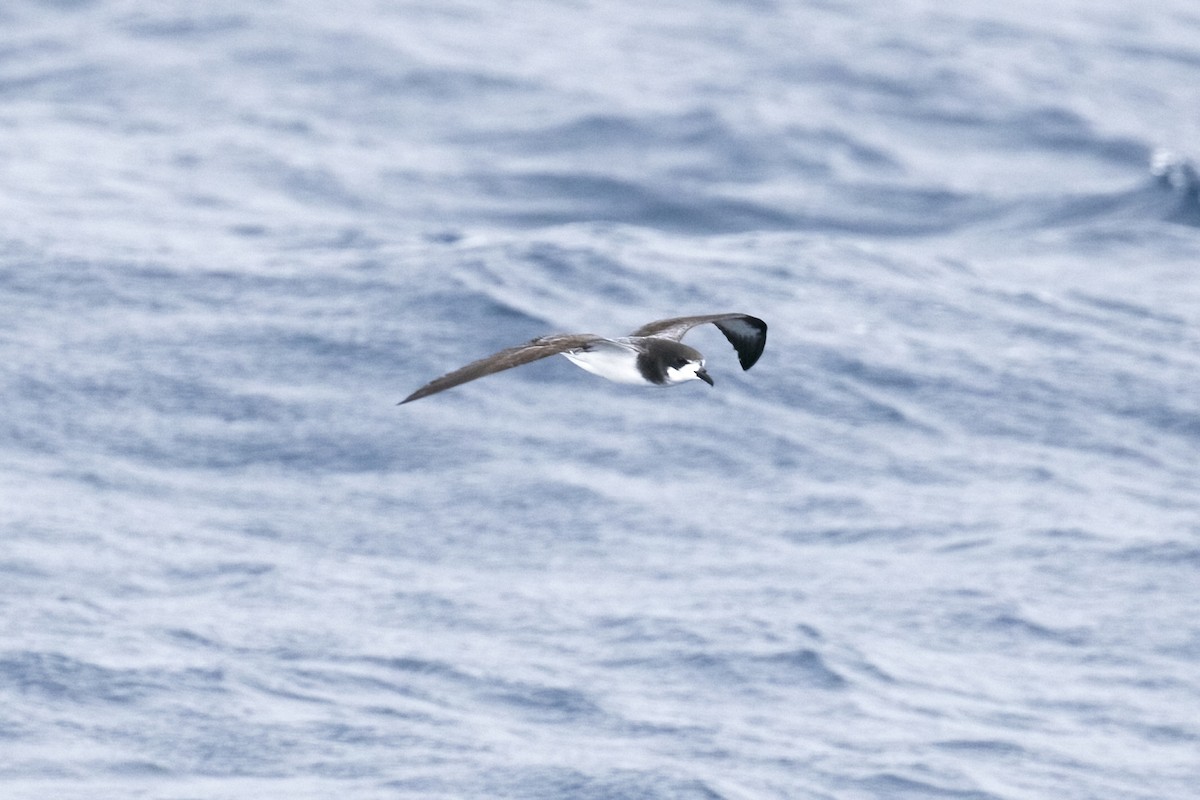 sotkragepetrell - ML644579600