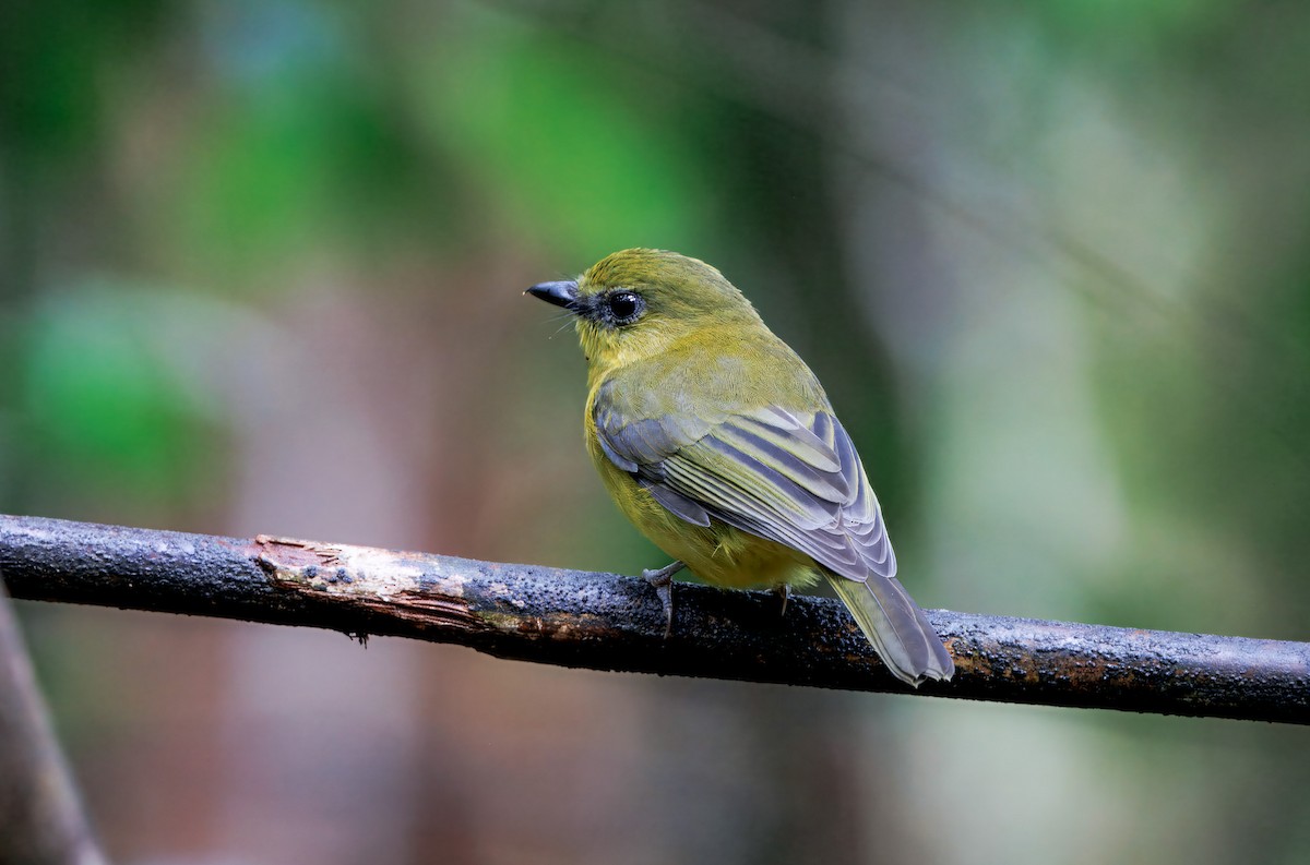 Bornean Whistler - ML644579601