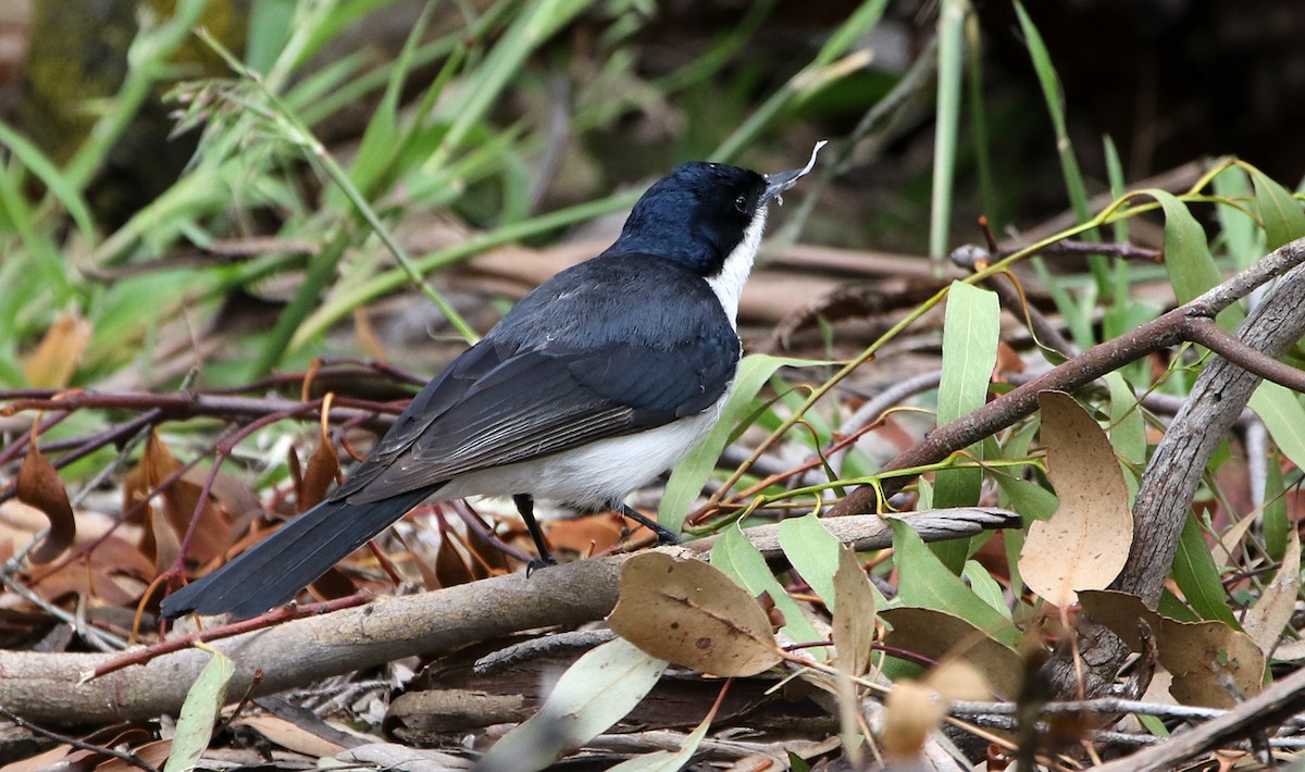 Restless Flycatcher - ML644579607
