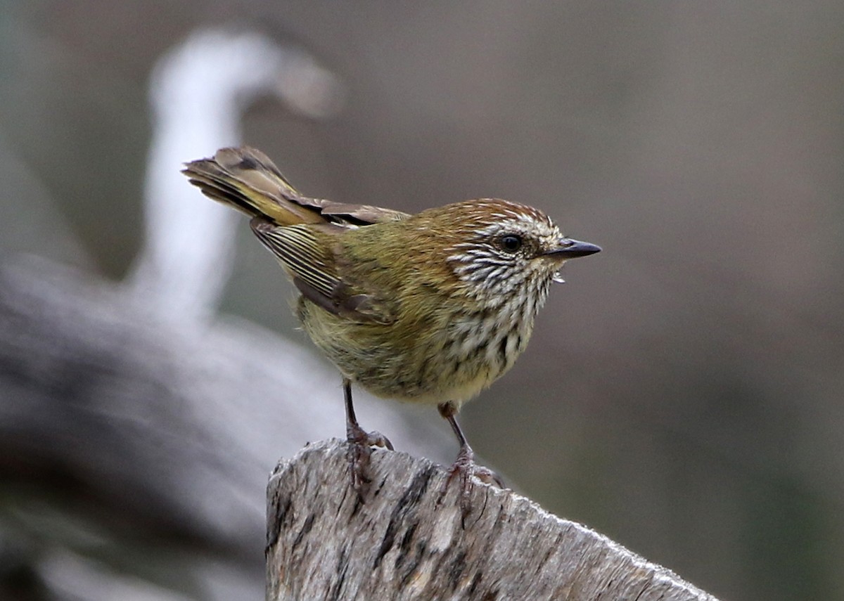 Striated Thornbill - ML644579610