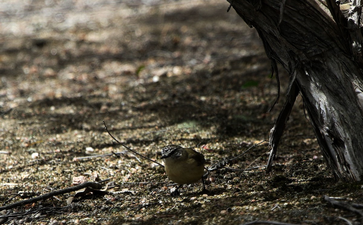 Yellow-rumped Thornbill - ML644579612