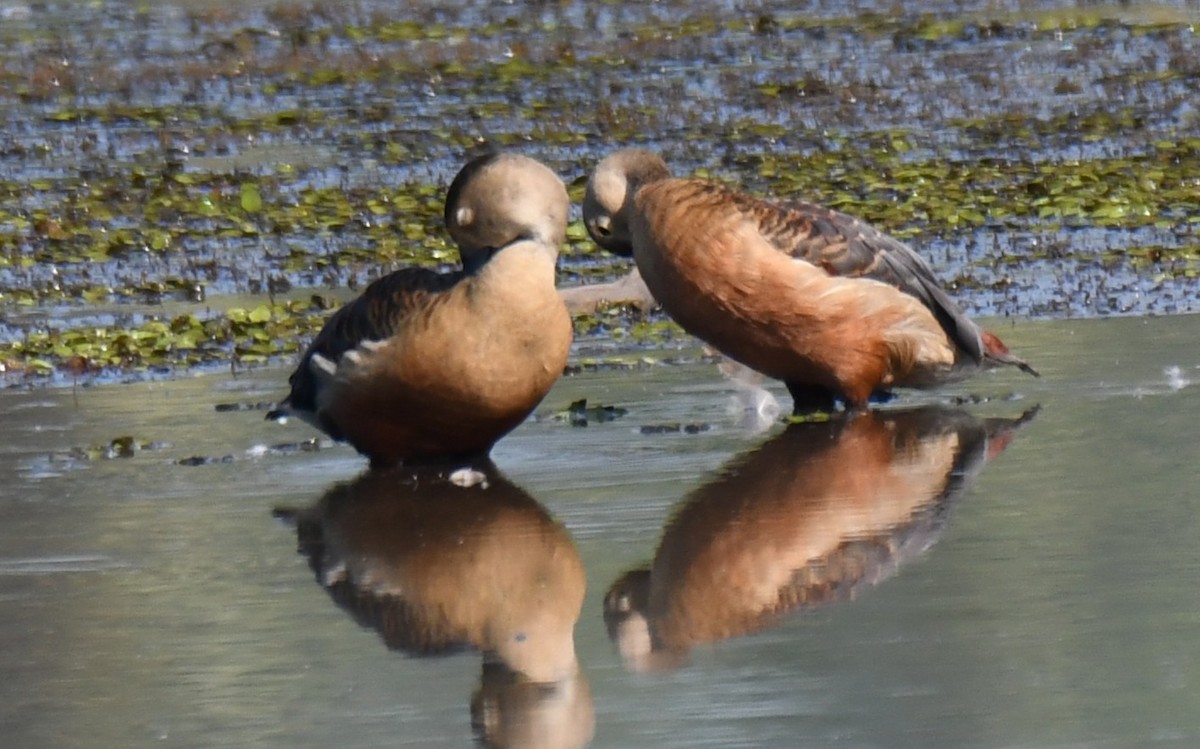 Zuhaitz-ahate javatarra - ML644579613