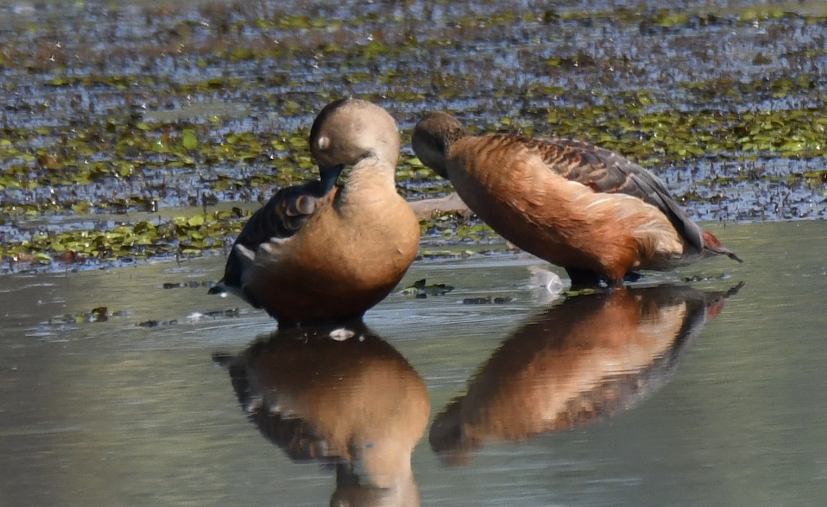 Zuhaitz-ahate javatarra - ML644579615