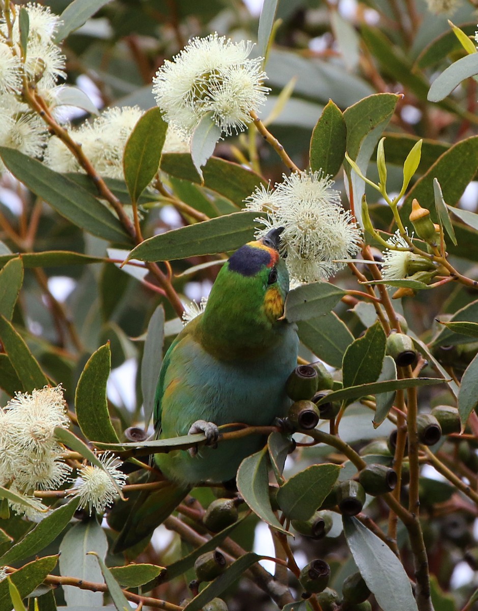 Purple-crowned Lorikeet - ML644579618
