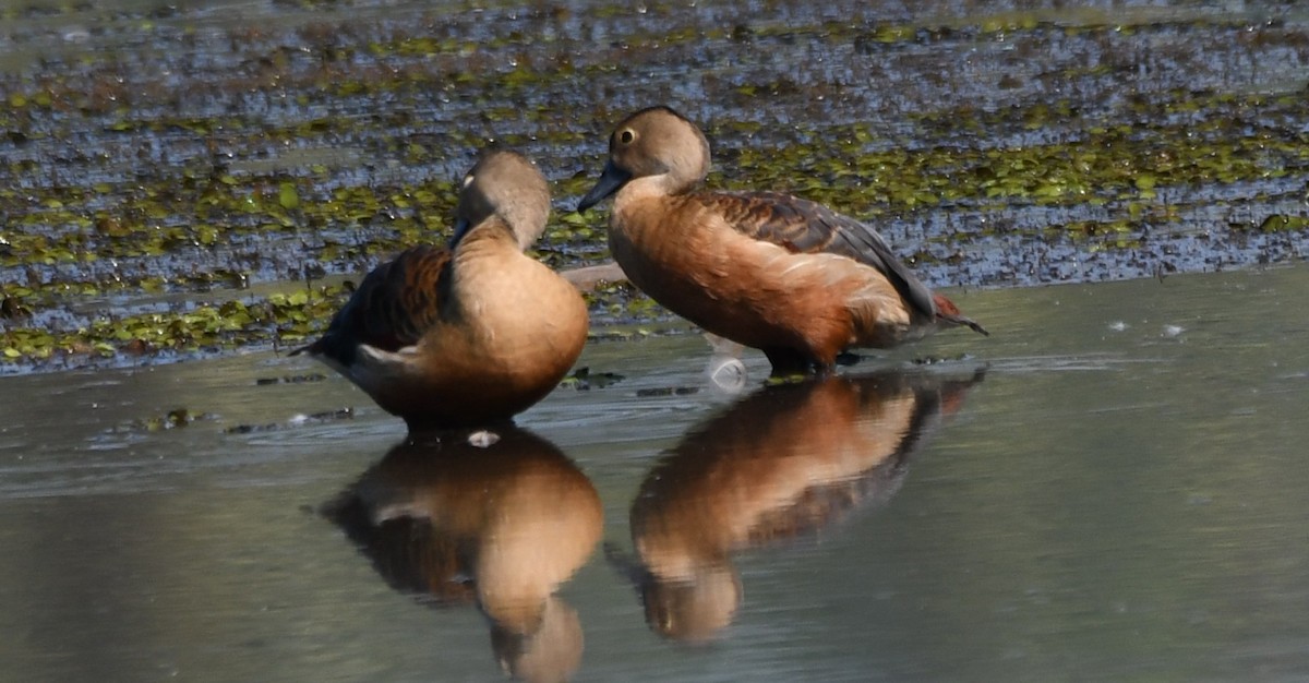 Zuhaitz-ahate javatarra - ML644579620