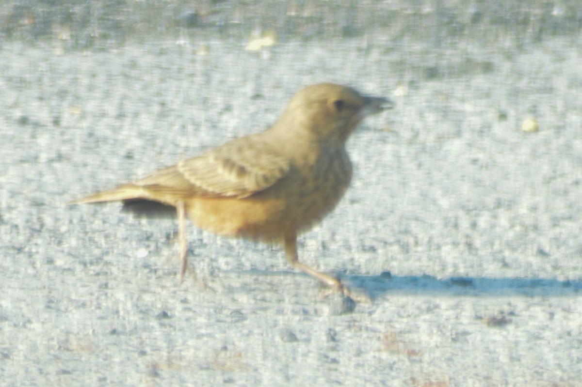 Rufous-tailed Lark - ML644579623