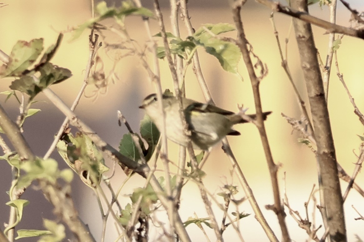 Pouillot à grands sourcils - ML644579625