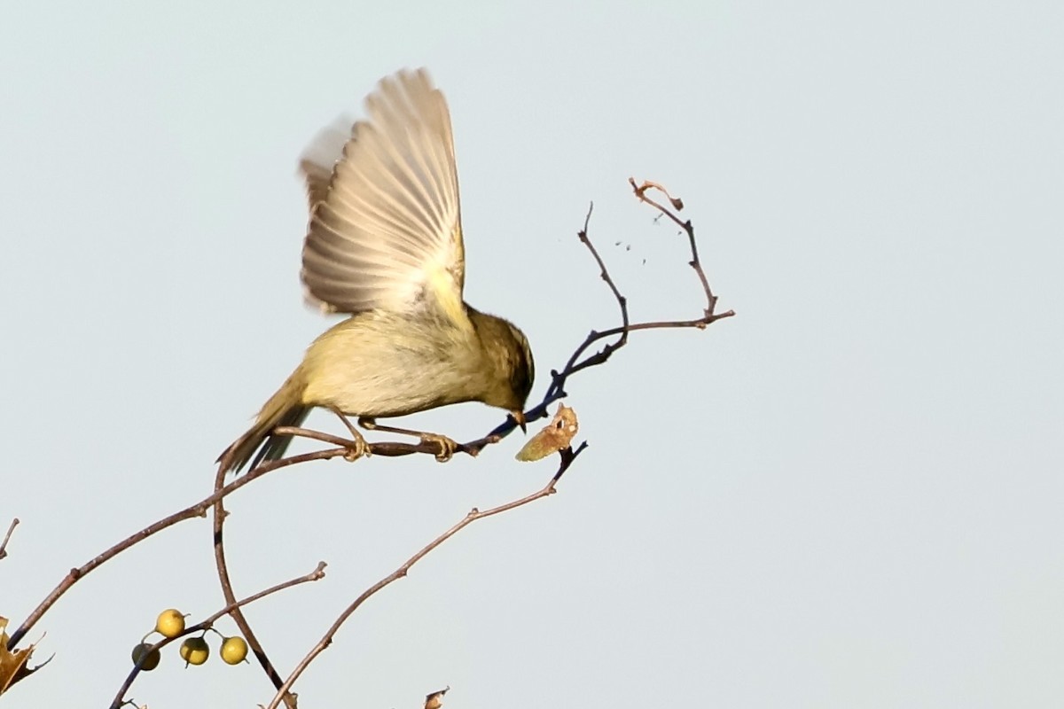 Pouillot à grands sourcils - ML644579628