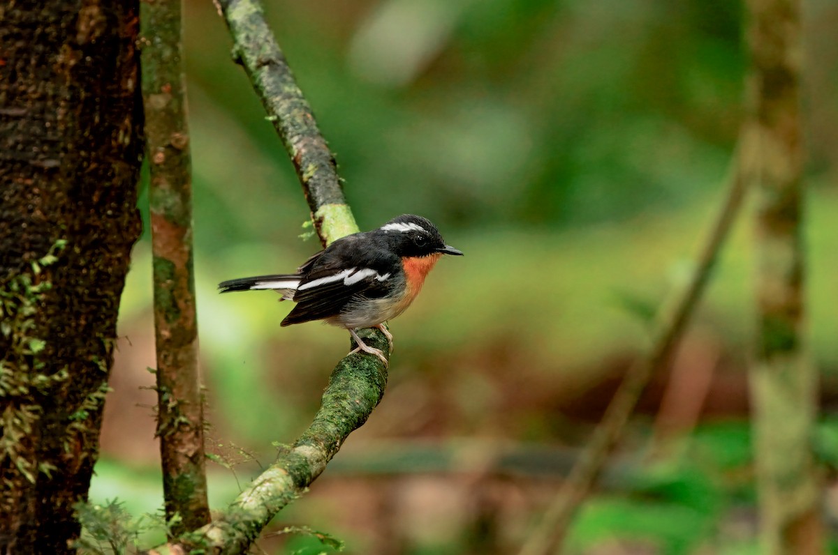 Spiegelschnäpper - ML644579630