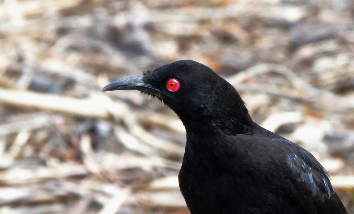White-winged Chough - ML644579632