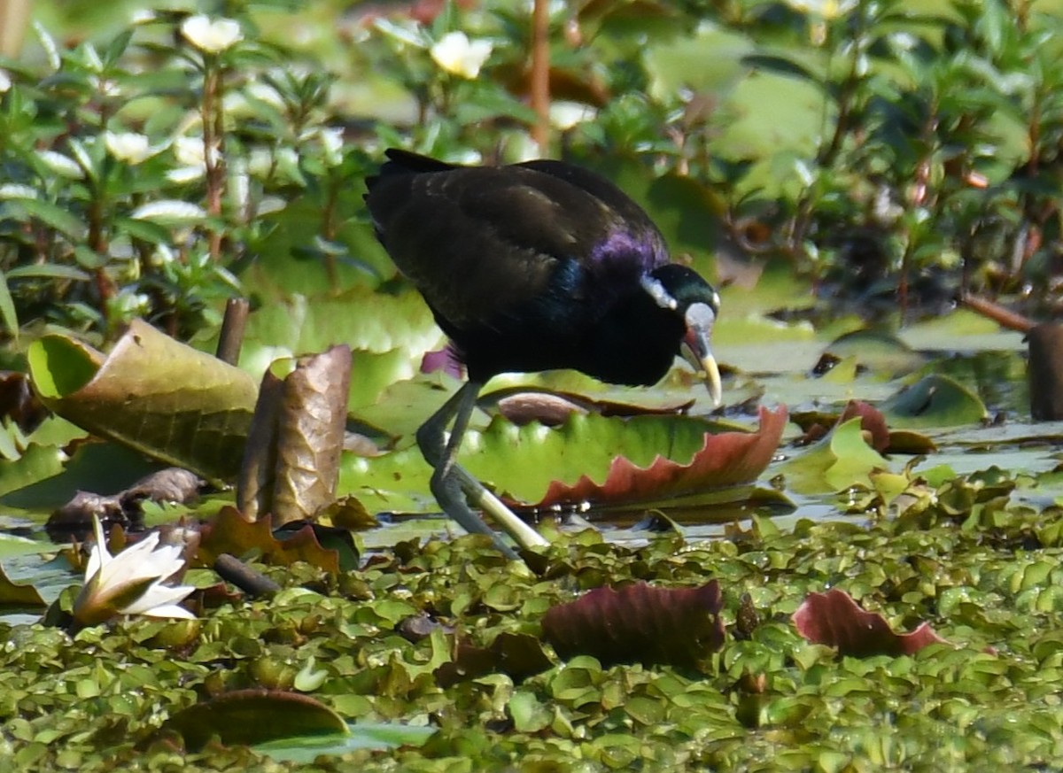 Jakana bekainzuria - ML644579634