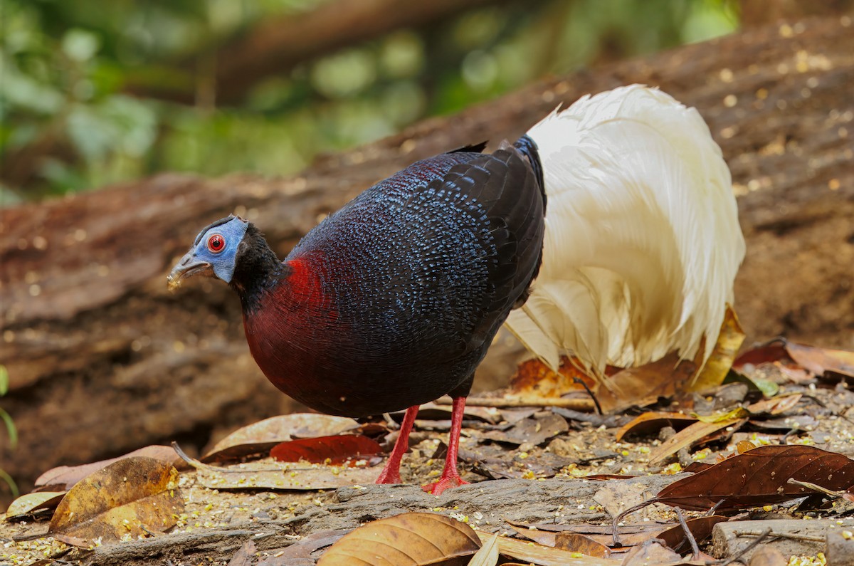 Bulwer's Pheasant - ML644579635