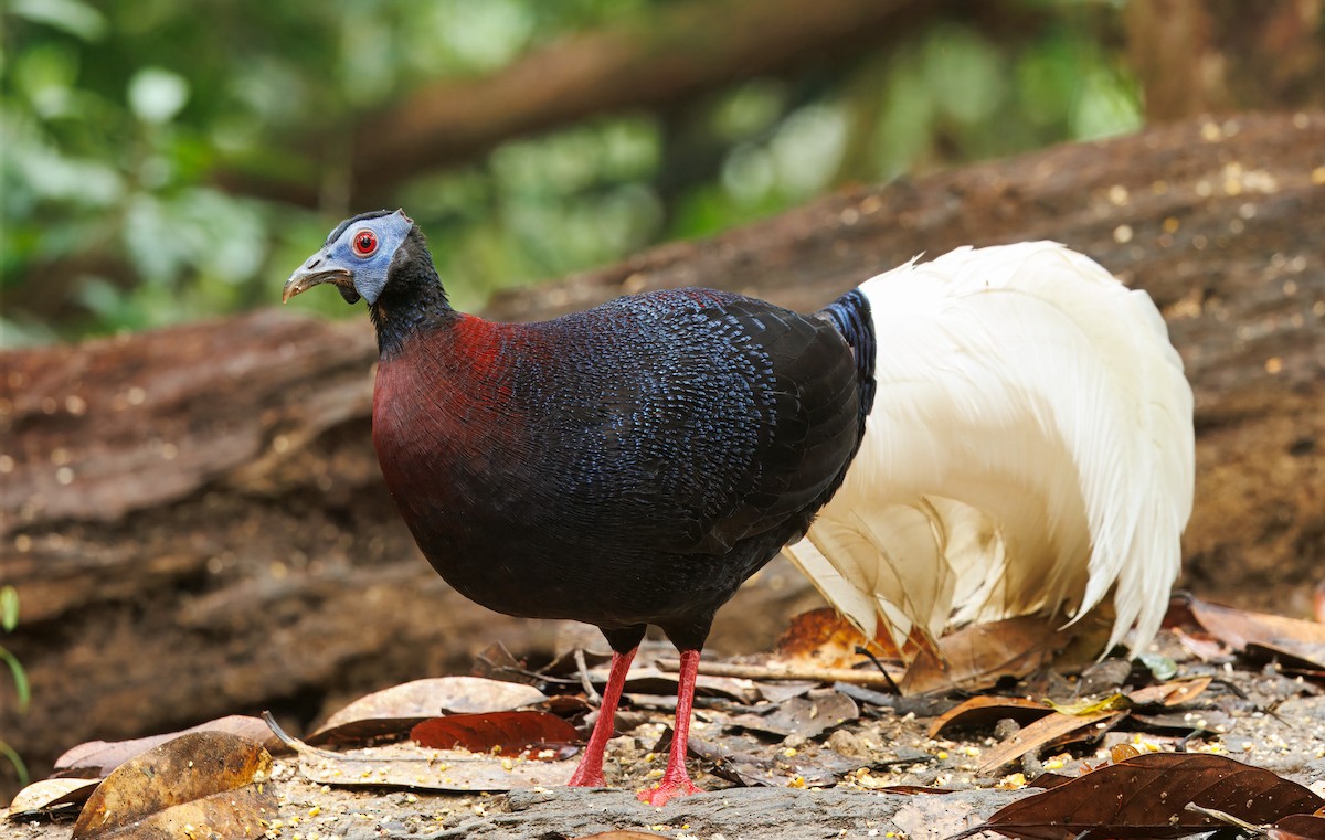 Bulwer's Pheasant - ML644579638