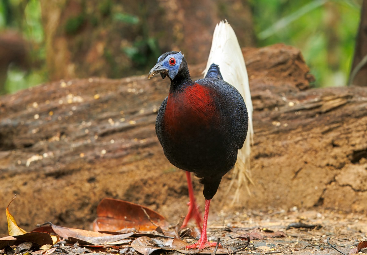 Bulwer's Pheasant - ML644579640