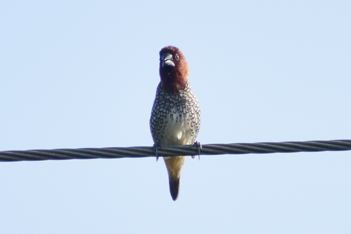 Scaly-breasted Munia - ML644579642