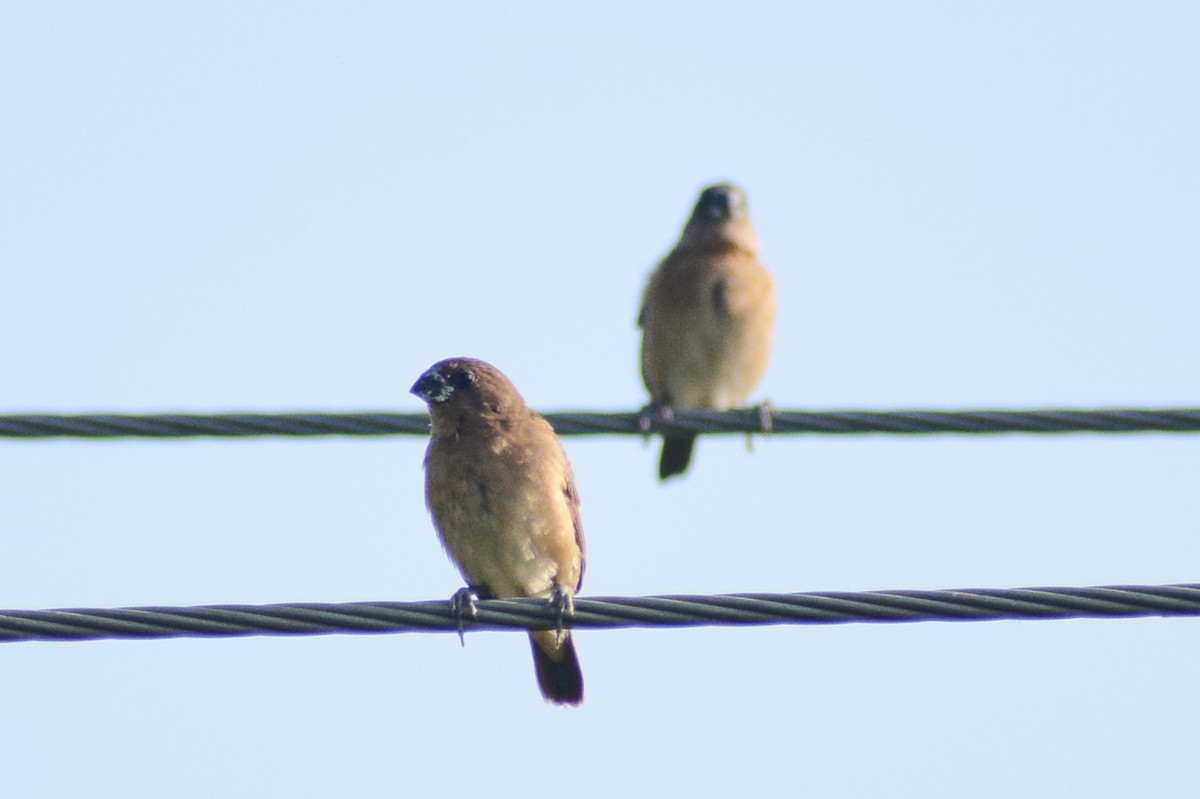 Scaly-breasted Munia - ML644579643