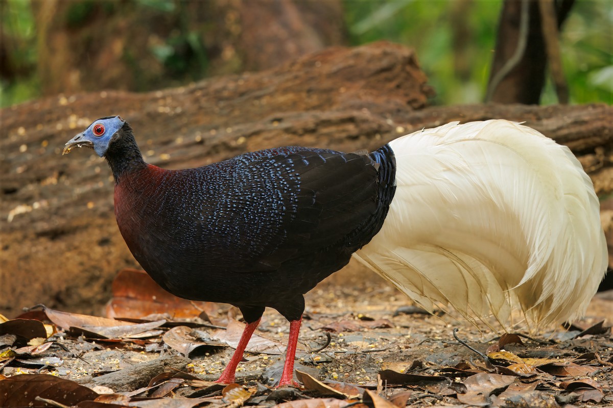Bulwer's Pheasant - ML644579646