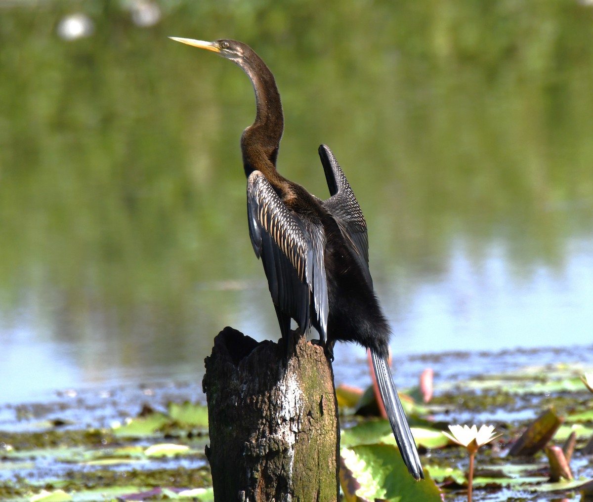 Anhinga asiarra - ML644579648