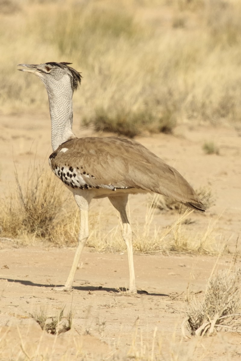 アフリカオオノガン - ML644579649