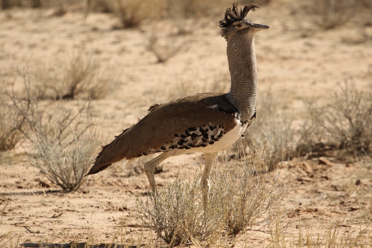 アフリカオオノガン - ML644579650