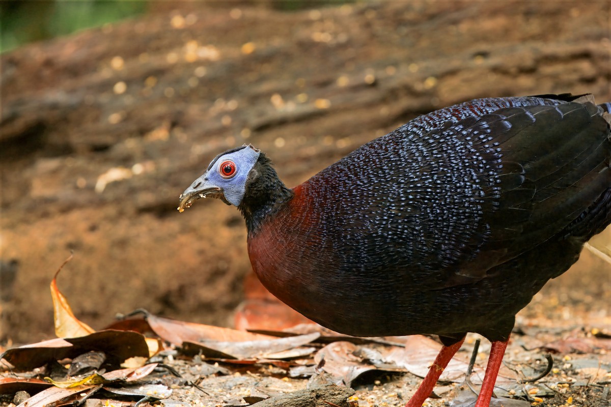 Bulwer's Pheasant - ML644579651