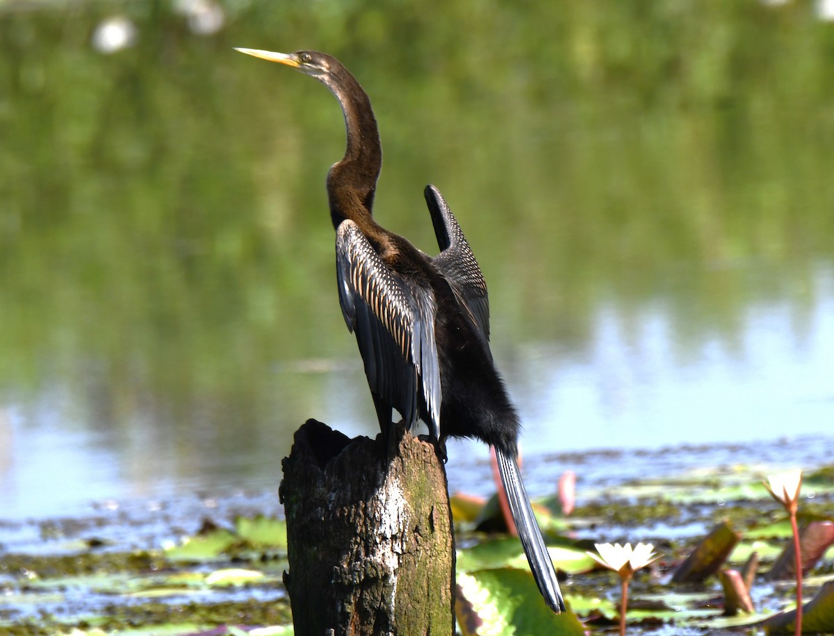 Anhinga asiarra - ML644579653