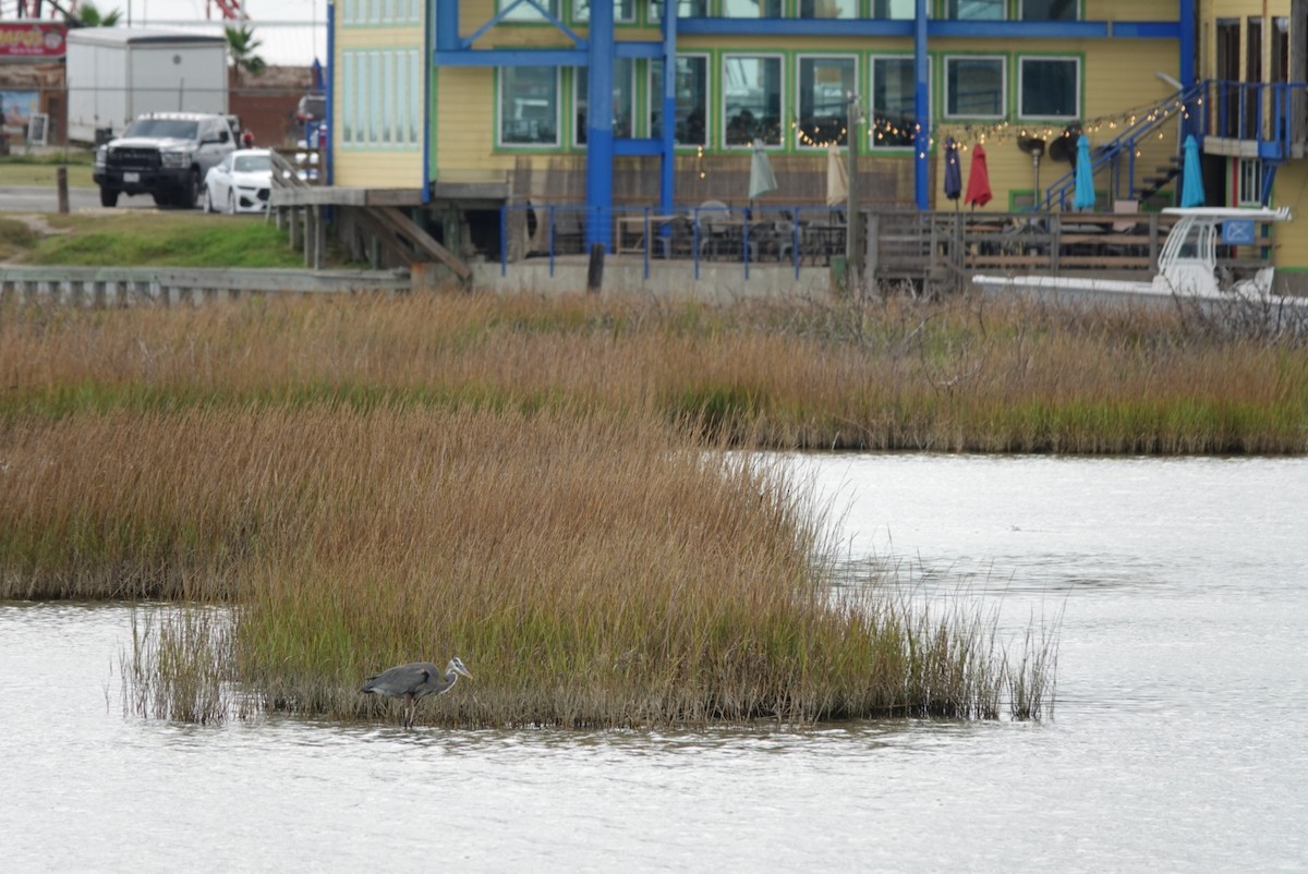 Great Blue Heron - ML644579654