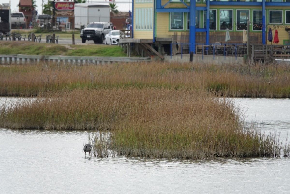 Great Blue Heron - ML644579655