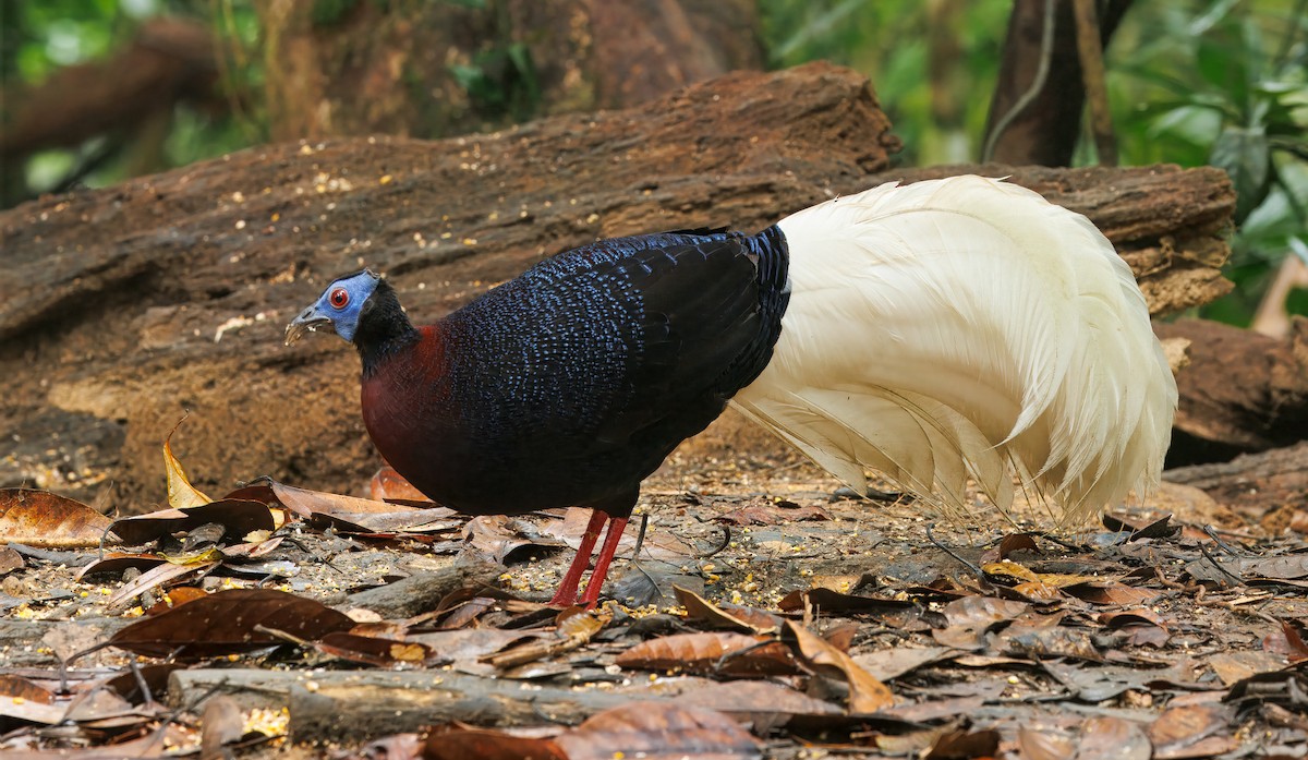 Bulwer's Pheasant - ML644579656