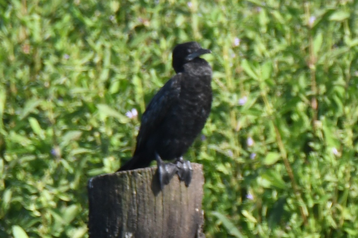 Little Cormorant - ML644579660