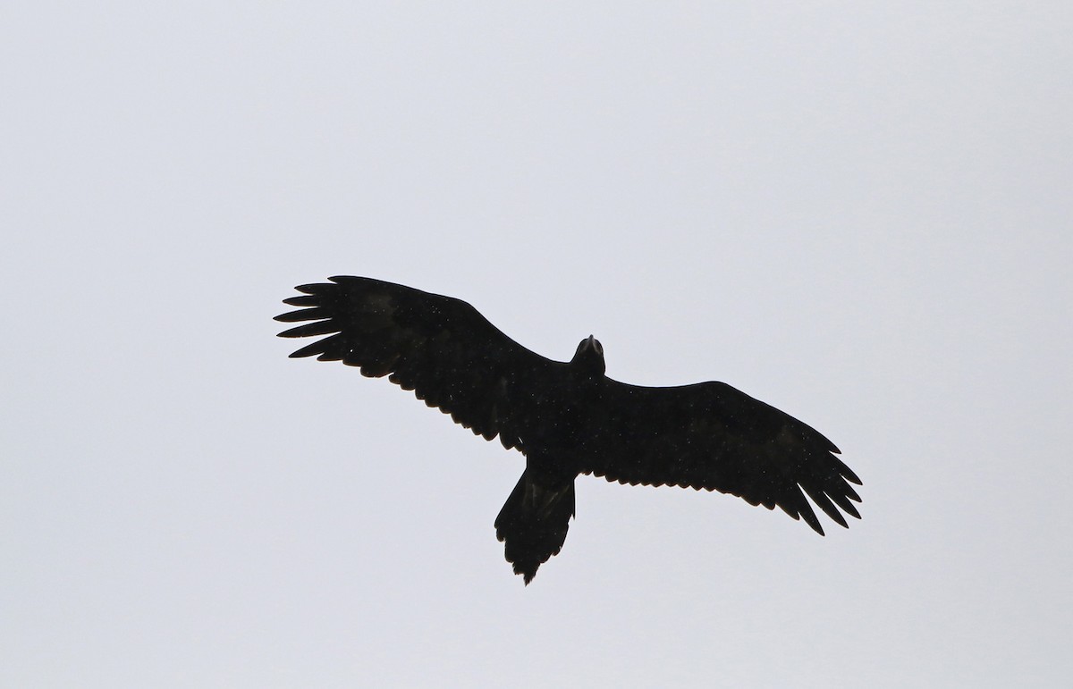 Wedge-tailed Eagle - ML644579665